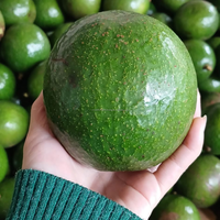 Vietnam IQF Diepvries Booth Avocado Hele Vacuümverpakking Groothandel Leverancier KMI Merk 1kg 24 Maanden Houdbaarheid