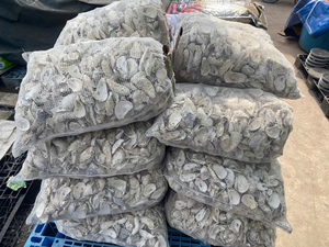 Conchas de Ostra Ionizadas, Medio Filtrante para Acuarios, Neutralizador de Ácido para Equilibrar el pH, Conchas Trituradas para Filtro Biológico de Estanques Koi - Product Image 5