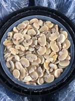 Champignons de haute qualité en gros, frais et conservés dans de la saumure, en fûts plastiques pour l'approvisionnement de l'industrie alimentaire