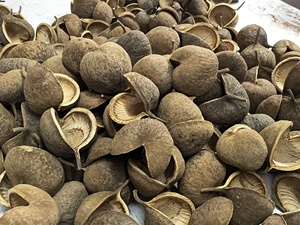 Décoration d'aquarium intérieure la plus vendue : Matériel végétal naturel brut, noix de Bouddha, fleurs séchées pour la décoration et les loisirs créatifs DIY - Product Image 3