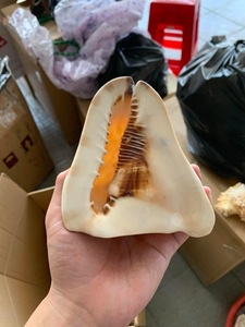[MEJOR VENDIDO] |   3 Piezas de Conchas de Caracol Pequeñas Multicolores para Manualidades y Decoración del Hogar, Suministros al por Mayor de Vietnam - Product Image 6