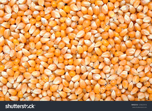 Maïs jaune séché de qualité supérieure, maïs jaune entier, qualité alimentaire, propre, naturel, en vrac, export - Product Image 5
