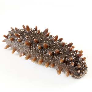 Pepino de mar deshidratado, pepino de mar Golden Sand para suplementos de salud - Product Image 5