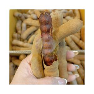 Tamarindo 100% Puro y Natural Sin Aditivos, Mejor Precio al por Mayor, Tamarindo a Granel, Precio Económico, Especia y Condimento Ácido - Product Image 1