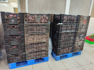 Batido de Patata Dulce Orgánica Congelada IQF de Alta Calidad, para Hornear, Puré, Sopa, Grado Premium, Preparación Fácil para Dieta, 1kg X10 - Product Image 5