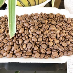 เมล็ดกาแฟอาราบิก้าเวียดนามแบบยั่งยืน ซอนลา กระบวนการล้างสะอาดทั้งหมด ขนาดเมล็ด 14-18 เกรด A+ ได้รับการรับรองมาตรฐาน ISO คั่วแบบซิตี้ บรรจุถุง - Product Image 6