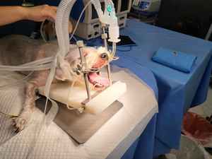 Herramienta Veterinaria para Odontología Animal: Abrebocas Oral para Conejos/Roedores, para Mesa de Veterinaria, para Animales Pequeños y de Granja - Product Image 5