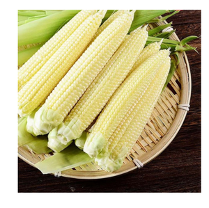 MAÍZ DE BEBÉ CONGELADO DE GRADO DE EXPORTACIÓN | SUMINISTRO SOSTENIBLE DE VIETNAM - Product Image 2