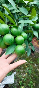 Limones Verdes Frescos, Cítricos, Tamaño 4.5-6CM, Paquete de 10kg, Grado HACCP, Certificación ISO, Origen Vietnam/Hazel VDELTA Ms. Hazel - Product Image 4