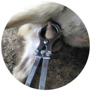 1 Paire de pinces de castration sans sang en acier inoxydable pour animaux masculins, pinces de castration pour bovins - Product Image 6