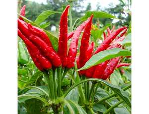 Convenient and Flavorful <b>Frozen</b> Chilli for Every Meal-Agriculture <b>Product</b>- Ms. Esther - Product Image 2
