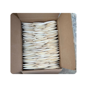Expédition rapide : Os de seiche nettoyés pour terrariums de reptiles et moulage artisanal - Product Image 6