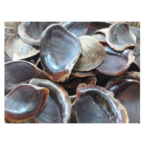 Opercules de coquillages en gros pour la fabrication artisanale, les projets artistiques et la décoration intérieure - Product Image 6