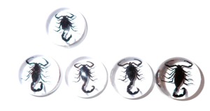 Cabujón de Plástico con Espécimen Real de Escorpión Negro, Redondo, 25x25 mm, Base Plana Transparente, para Manualidades y Joyería - Product Image 4