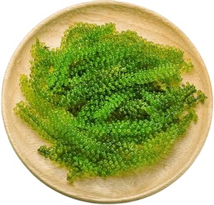 Uvas de Mar Cultivadas de Forma Sostenible, Algas Marinas de Alta Calidad, Exportación B2B - Product Image 1