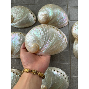 เปลือกหอยเป๋าฮื้อธรรมชาติพรีเมียม วัสดุตกแต่งออร์แกนิก พื้นผิวมีประกายรุ้ง สำหรับงานฝีมือและของสะสม - Product Image 1