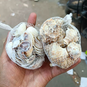 เปลือกหอยทะเลธรรมชาติแบบเดี่ยว แพ็คตกแต่งเปลือกหอยทะเลสำหรับงานฝีมือ ตกแต่งตู้ปลา แจกัน ของตกแต่งบ้าน ขัดเงาอย่างเป็นธรรมชาติ - Product Image 6