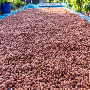 เมล็ดโกโก้พรีเมียมทรินิทาโร หมักด้วยวิธีธรรมชาติและคุณภาพออร์แกนิก สำหรับทำช็อกโกแลต อบขนม และผลิตภัณฑ์โกโก้ชนิดพิเศษ - Product Image 4