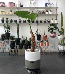 Macetas y jardineras abstractas en blanco y negro, florero de cemento de fibra de decoración moderna de la mejor calidad para flores con rayas, servicio OEM - Product Image 5