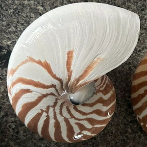 เปลือกหอยนอติลุสแบบมีช่อง  เปลือกหอยทะเลธรรมชาติ  จำหน่ายจำนวนมากจากโรงงานเวียดนาม สำหรับงานตกแต่ง งานฝีมือ และของตกแต่งธีมมหาสมุทร - Product Image 1