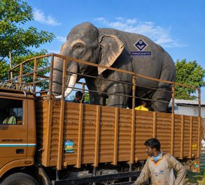 Nueva Estatua de Elefante Hecha a Mano 2026, Decoración Tradicional para Exteriores, Hecha en India - Product Image 4