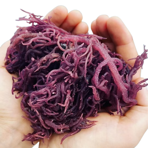 Gel d'algues marines biologiques EXPAD, fraîchement traité, 500g, séché et assaisonné, emballé en vrac - Product Image 1