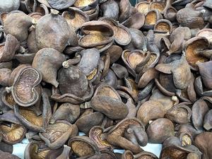 Relleno de cuenco botánico indio, popurrí, nuez de Badam, Material de planta cruda Natural seca para decoración de Acuario, ramo - Product Image 3