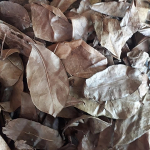 Hojas de Guanábana Secas de Fábrica en Vietnam, Té Herbal Natural, Fabricante Mayorista, Calidad de Exportación - Product Image 1