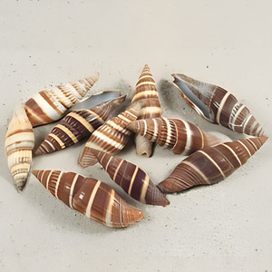 Conchas marinas naturales para decoración de acuarios, de gran calidad, limpias, en oferta al por mayor. - Product Image 6