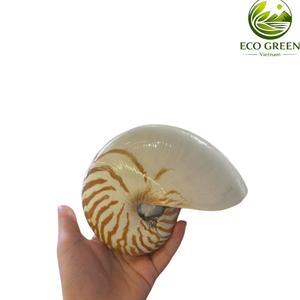 Coquillages marins naturels en spirale pour la décoration côtière, les aquariums de villégiature, les tables de mariage et l'aménagement intérieur sur le thème de l'océan - Product Image 3