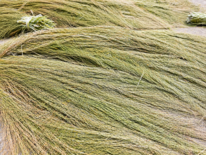 Escoba de hierba natural ecológica al por mayor para la fabricación duradera de escobas de hierba de tigre hechas a mano - Product Image 4