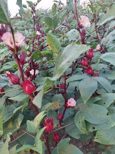 Té de Flor de Hibisco de Primera Calidad para Infusión Herbal y Cuidado de la Piel, Fuente Confiable - Product Image 3