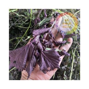 2026 TOP VENTAS Hoja de Perilla Morada en Flor para Cocina Asiática, Té Saludable, 100% Natural, Hoja de Shiso, Precio Mayorista Económico - Product Image 1