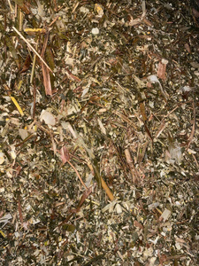Silage de maïs, Silage de maïs riche en nutriments, Silage de maïs pour le bétail, Silage de maïs fermenté pour l'alimentation animale - Product Image 5