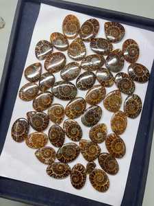 Natural Ammonite Oval Cabochons Polished Organic Gemstones For Jewelry Making Brown Loose Stones By MAHNAJ GEMS , JAIPUR RAJASTH - Product Image 4