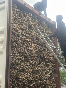 MEILLEUR PRIX Pôles en bambou Blue Lotus 2025 Pôles naturels de qualité supérieure - Product Image 2