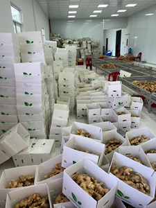 Proveedor de Jengibre Fresco de Vietnam para Importadores Globales, Exportación de Jengibre a Granel de Calidad Estable por Contenedor Marítimo desde la Fuente Agrícola - Product Image 6