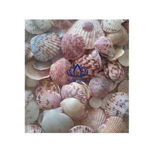 Artisanat de coquillages naturels de haute qualité |   Miroir et ornements en coquillages faits à la main, robustes et durables - Product Image 1