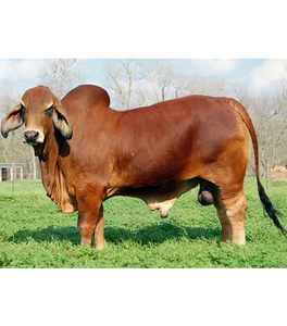 Proveedor Mayorista de Ganado Brahman Rojo para Criadores de Ganado y Empresas Agrícolas - Product Image 1
