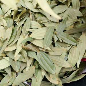 Feuilles de Laurier Séchées Naturelles de Haute Qualité Marque KYAARI 30kg – Grade Commercial pour Applications Culinaires - Product Image 5