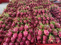 [HOGE KWALITEIT] Premium Biologische Vietnamese Rode Vlees Dragon Fruit Nieuwe Oogst Grote Maat 100% Natuurlijk Vers Markt Groothandel