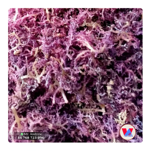 Disponible : Algues Marines Violettes Séchées Écologiques, Algues Épineuses Brutes à Faible Teneur en Humidité pour Extrait, Gelée de Qualité Alimentaire B2B - Product Image 1