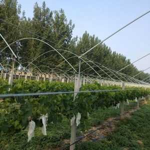 Piquets de soutien robustes en fibre de verre de qualité commerciale pour vignobles et serres - Product Image 4