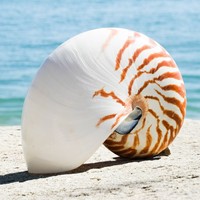 Coquillages de mer de grande qualité pour la création de décorations côtières, coquillages de nautilus à prix avantageux.