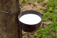 NGOC CHAU Gants en latex liquide 100% caoutchouc naturel, 60% DRC, centrifugés, à haute teneur en ammoniac, blanc éclatant, qualité moussante, qualité médicale