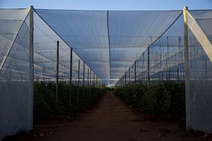 PP Grape Trellis Net Square <b>Plastic</b> Climbing Net Plant Support <b>Mesh</b> for Vineyard Agriculture - Product Image 6