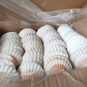 เปลือกหอยสีขาวธรรมชาติสำหรับตกแต่งบ้านสไตล์มินิมอล - Product Image 1