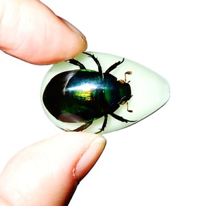 Cabochon en plastique en forme de poire, spécimen réel de scarabée coloré, taille 33x22 mm, fond plat, pour artisanat et fabrication de bijoux - Product Image 1