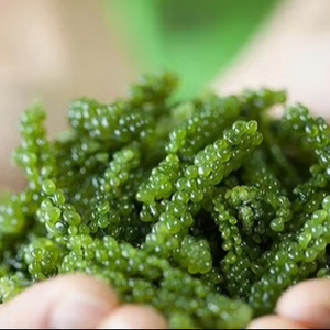 Proveedor de Uvas de Mar Deshidratadas de Vietnam, Alga Marina Verde Seca para Ensaladas Saludables y Exportación - Product Image 1