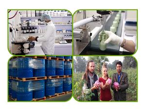 Venta al por mayor de aceite esencial de madreselva al vapor destilado para el cuidado de la belleza, formulaciones cosméticas de un proveedor indio de confianza - Product Image 4